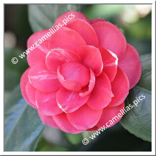 Camellia Japonica 'Marchese Tornielli '