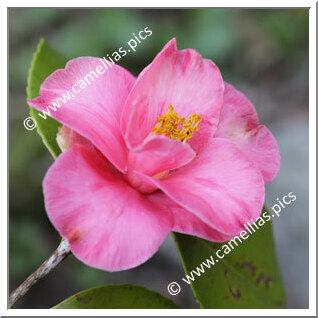 Camellia Japonica 'Marchiona'