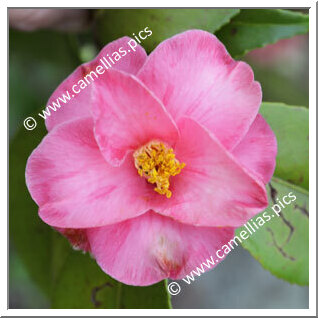Camellia Japonica 'Marchiona'
