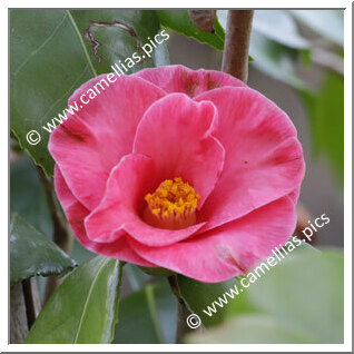 Camellia Japonica 'Marchiona'