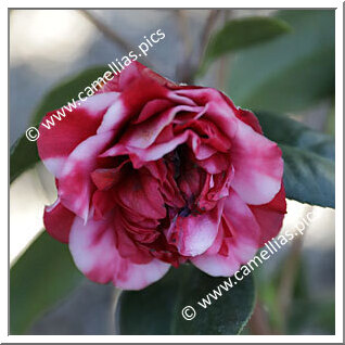 Camellia Japonica 'Marchioness of Salisbury'