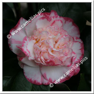 Camellia Japonica 'Margaret Davis'