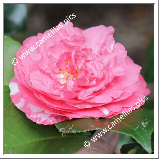 Camellia Japonica 'Margaret Higdon'