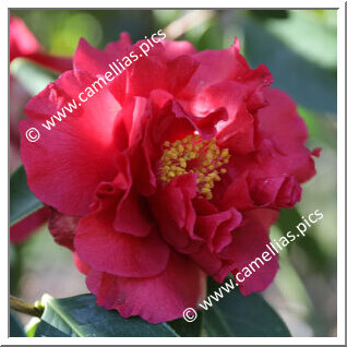 Camellia Reticulata 'Margaret Hilford'