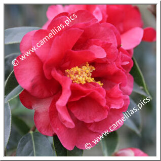 Camellia Reticulata 'Margaret Hilford'