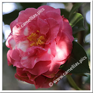 Camellia Japonica 'Margaret McCown'