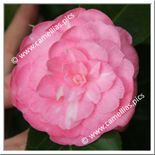 Camellia Japonica 'Margaret Rose '