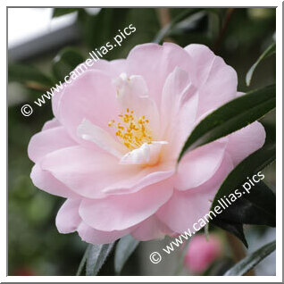 Camellia Hybride C.x williamsii 'Margaret Waterhouse'