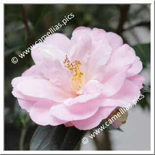 Camellia Hybride C.x williamsii 'Margaret Waterhouse'