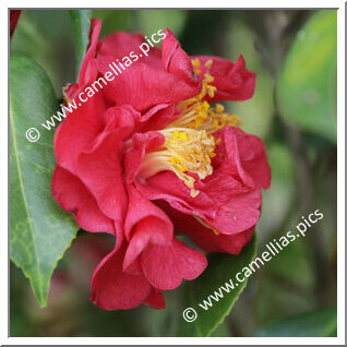 Camellia Japonica 'Margaret Wells '