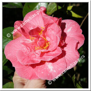 Camellia Japonica 'Margaret Wells Delight'