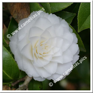 Camellia Japonica 'Margarete Hertrich'