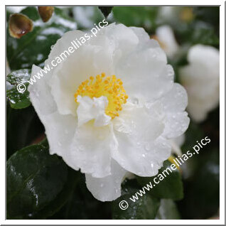 Camellia Sasanqua 'Margherita Capra'