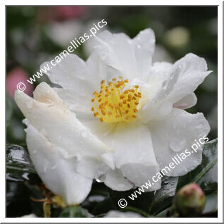 Camellia Sasanqua 'Margherita Capra'