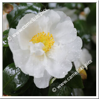 Camellia Sasanqua 'Margherita Capra'