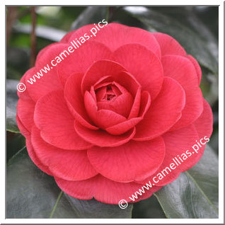 Camellia Japonica 'Margherita Coleoni'