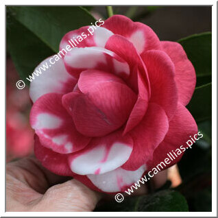 Camellia Japonica 'Margherita Coleoni Variegated'