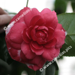 Camellia Japonica 'Margherita Coleoni Variegated'