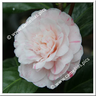 Camellia Japonica 'Marguerite Gouillon'