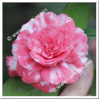 Camellia Japonica 'Maria Antonietta'