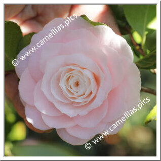 Camellia Japonica 'Maria Bagnasco'