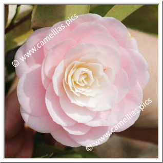 Camellia Japonica 'Maria Bagnasco'