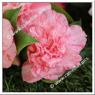 Camellia Japonica 'Maria Manuela'