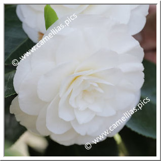 Camellia Japonica 'Maria Rovelli'