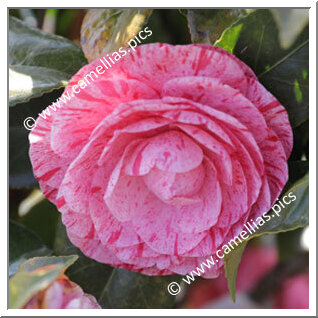 Camellia Japonica 'Maria Teresa'