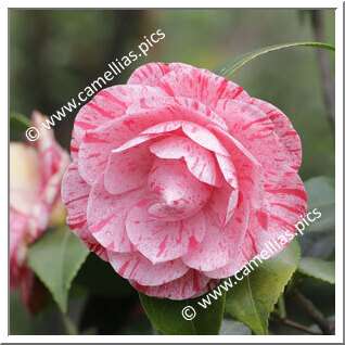 Camellia Japonica 'Maria Teresa'