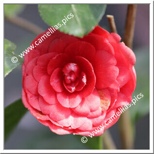 Camellia Japonica 'Maria Teresa di Lucca'