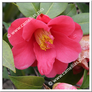 Camellia Japonica 'Marian Mitchell'