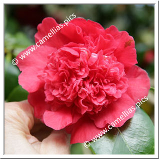 Camellia Japonica 'Mariann '