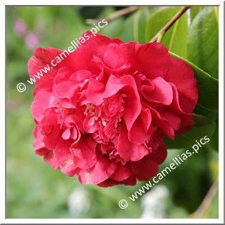 Camellia Japonica 'Mariann '