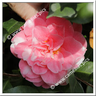 Camellia Japonica 'Marie Bracey Variegated'
