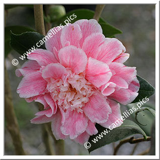 Camellia Japonica 'Marie le Ménélec'