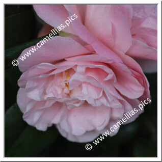 Camellia Japonica 'Marie Mackall'