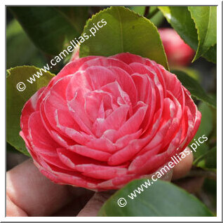 Camellia Japonica 'Marietta Bellotti'