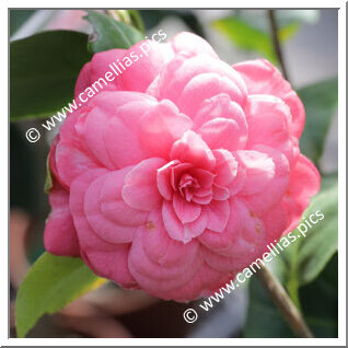 Camellia Japonica 'Marietta Massani'