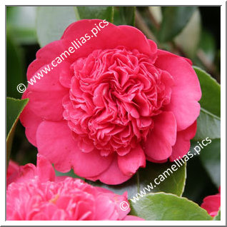 Camellia Japonica 'Marinka '