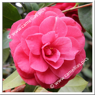 Camellia Japonica 'Marion Hatcher'