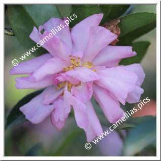 Camellia Sasanqua 'Mariotti Bacchi'