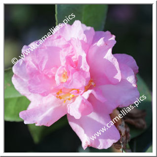 Camellia Sasanqua 'Mariotti Bacchi'