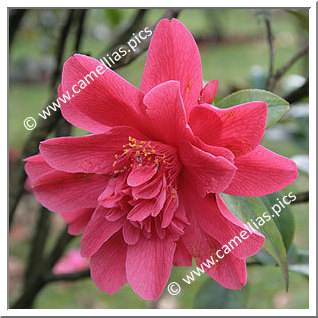 Camellia Japonica 'Mark Alan'