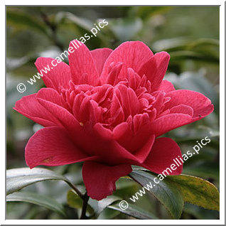 Camellia Japonica 'Mark Alan'