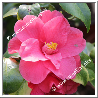 Camellia Japonica 'Marmorata '