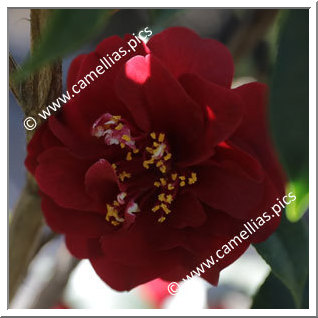 Camellia Japonica 'Maroon and Gold'