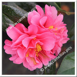 Camellia Hybrid C.x williamsii 'Marpit'