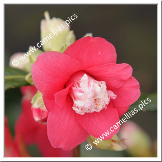 Camellia Japonica 'Marshmallow'