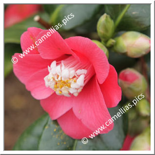 Camellia Japonica 'Marshmallow'